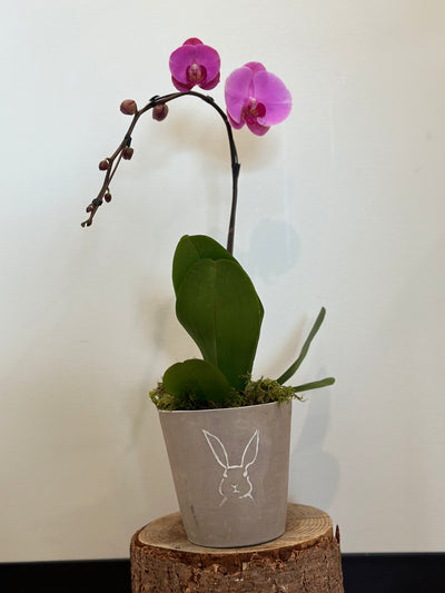 Pink orchid in Bunny Pot